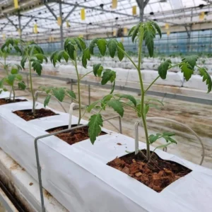 Grow Bag (Single Bag)