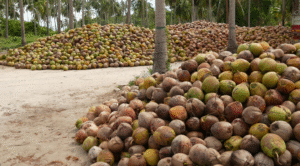 Other Coconut-Derived Products
